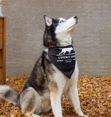 Bandana - Lucky Dog Coffee